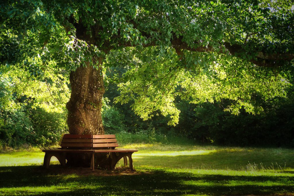 tree, nature, park